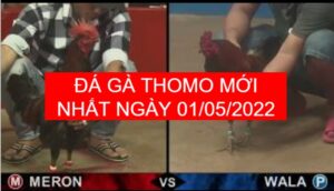 da ga thomo moi nhat ngay 01-05-2022