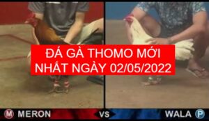 da ga thomo moi nhat ngay 02-05-2022