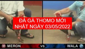 da ga thomo moi nhat ngay 03-05-2022