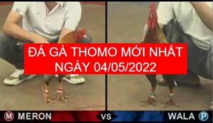 da ga thomo moi nhat ngay 04-05-2022