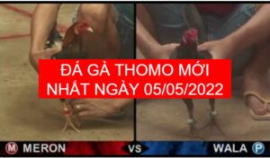 da ga thomo moi nhat ngay 05-05-2022