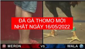 đá gà thomo mới nhất ngày 16-05-2022