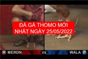đá gà thomo mới nhất ngày 25-05-2022