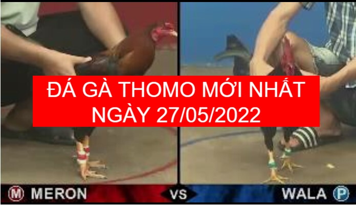 đá gà thomo mới nhất ngày 26-05-2022 3