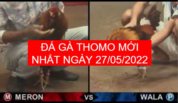 đá gà thomo mới nhất ngày 27-05-2022