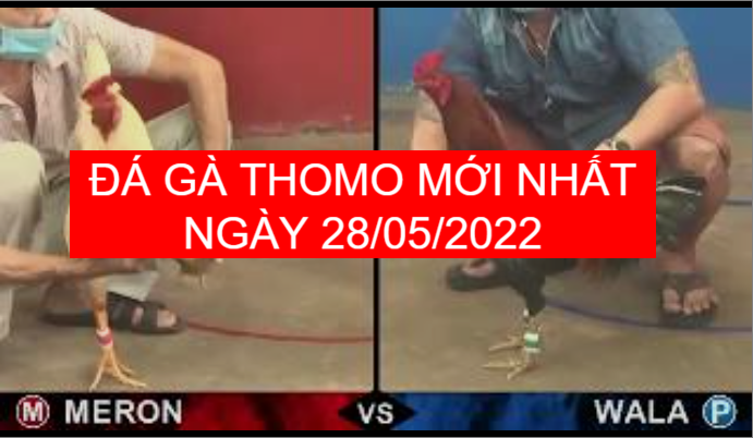 đá gà thomo mới nhất ngày 28-05-2022