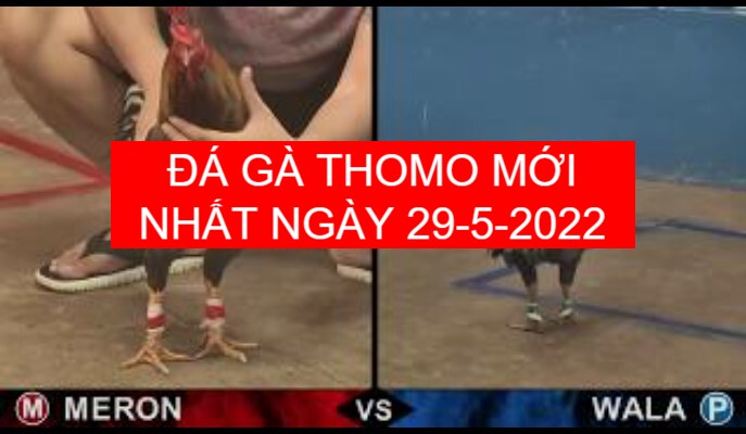 đá gà thomo mới nhất ngày 29-05-2022.