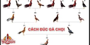 Đúc gà theo màu lông