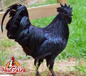 Gà đá mặt quỷ