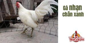 gà nhạn