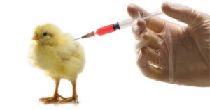 Vacxin cho gà con mới nở