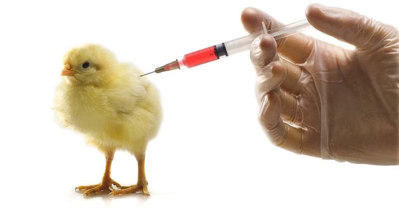 Vacxin cho gà con mới nở