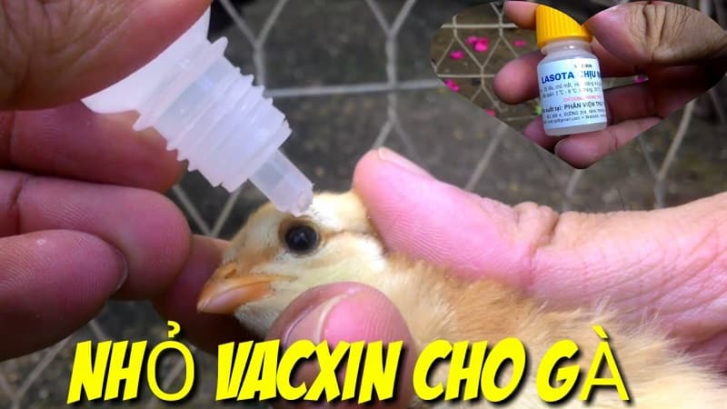 Kỹ năng cần biết khi tiêm vacxin cho gà con mới nở