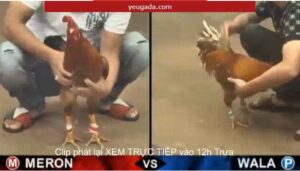 đá gà trực tiếp