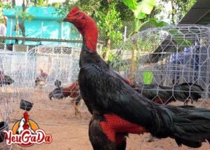 ga-an-than-cay-chuoi